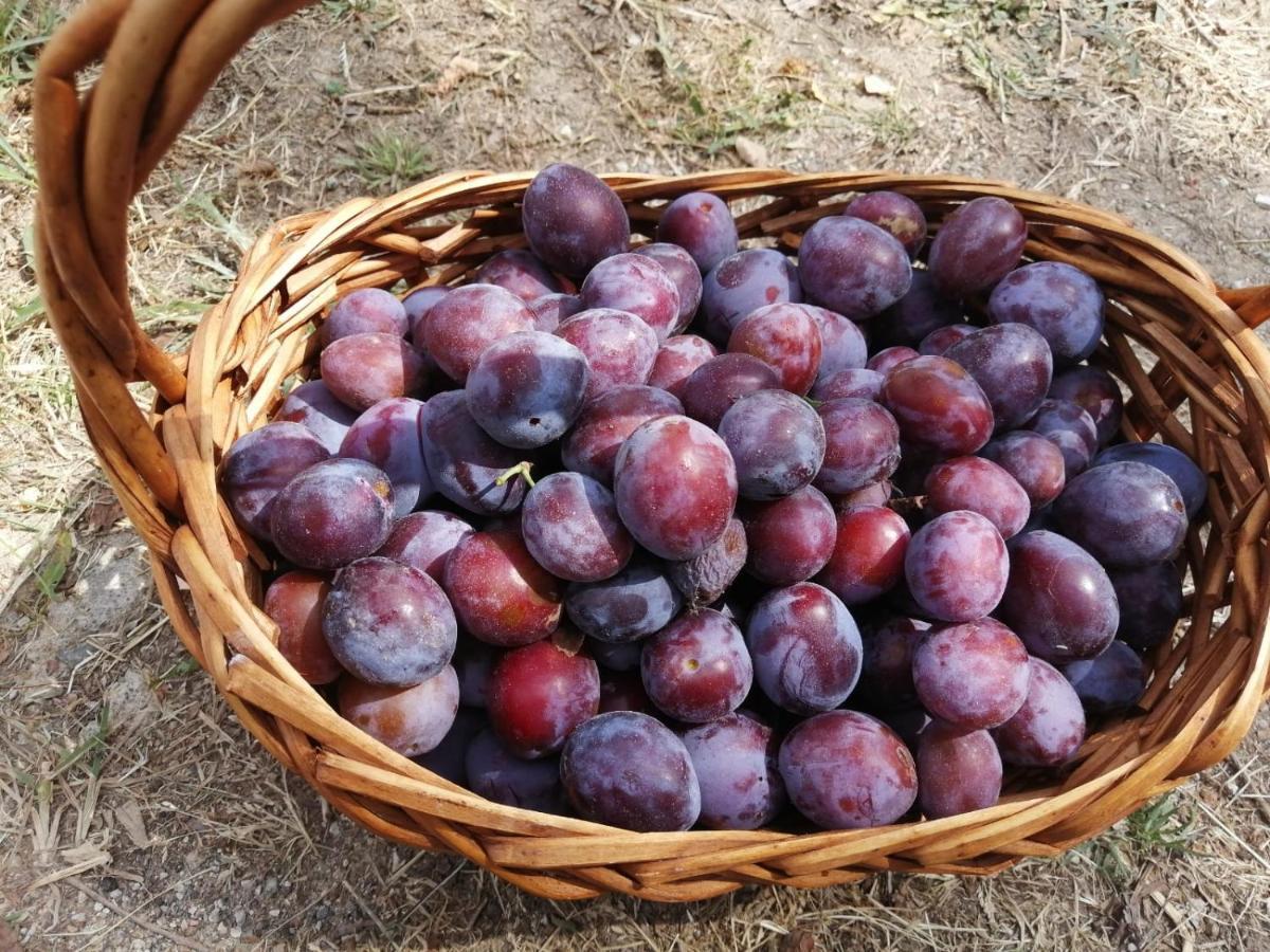 Masseria Le Querciole Fauglia Экстерьер фото